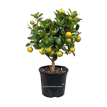 Vamsha Nature Care Live Bonsai Chinese Orange Plant Great for Indoor Decoration