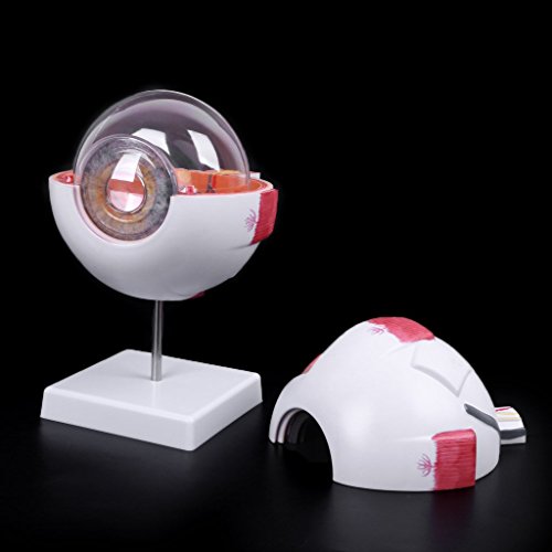Lvyuanda 3 Times Human Anatomical Natural Eyeball Model Medical Learning Aid Teaching Instrument