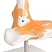 tinsay Human Foot Ankle Joint Model with Ligament Foot Skeleton Model with Ligament Foot Joint Anatomical Teaching Model Life Size