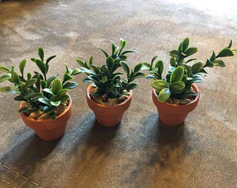 Mphmi of 3 Bonsai looking Adenium Plants