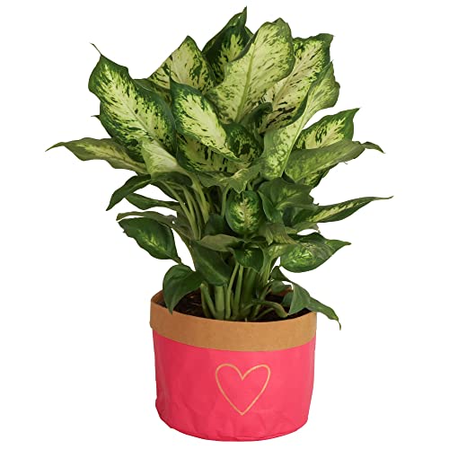 Costa Farms Dieffenbachia, Live Indoor Houseplant in Cute Mother's Day