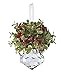 Kissing Krystals Acrylic Mistletoe Hanging Ornament- Assorted Shapes for Christmas