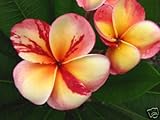 Plumeria Seeds Top Angel 5 Seeds!!rare!