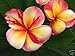 Plumeria Seeds Top Angel 5 Seeds!!rare!