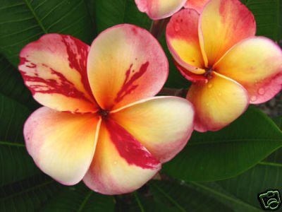 Plumeria Seeds Top Angel 5 Seeds!!rare! by HG