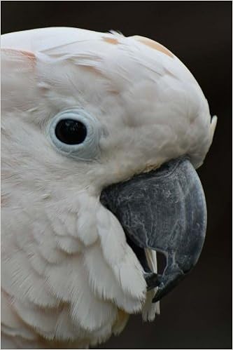 My Cockatoo Notebook My Cockatoo Notebook