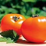 Chef's Choice Orange F1 Tomato Seeds - Almost