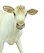 Safari Ltd Safari Farm Charolais Cow