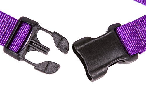 GoGo Pet Products GoGo 3/4-Inch Martingale Dog Collar, Medium, Purple