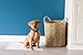Petmate Precision Pet Little Stinker Housebreaking Pads 14 Per Pack