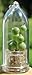 Pearls miniature pet plant - Boo-Boo Plant -