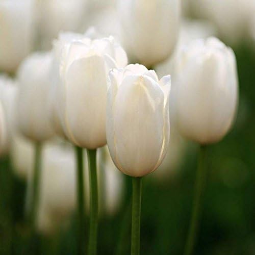 Elever 50 White Perfume Tulip Bulbs Seeds Beautiful Decor Flower Plants Home Garden Decoration