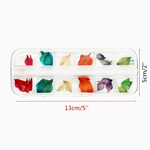 LONG TAO 2 Boxes (48 Pieces) Mini Natural Dried Flowers and Leaves Dried ammi majus Flower for Resin Jewelry Pendant Bracelet Scrapbooking Arts & Crafts DIY Cards Making