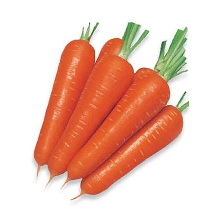 Creative Farmer Vegetable Seeds Carrot Seeds - Variety Desi Red Orange Seeds - Carrot Red ?Seeds Exotic Vegetables Seeds