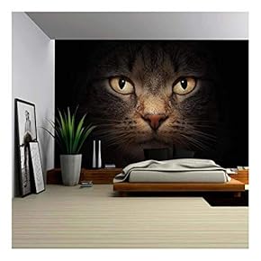 BRAND_NAMECat Face with Beautiful Eyes Close Up Portrait