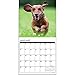 Dachshunds 2017 Wall Calendar