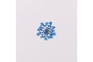 YUNZHI 100pcs/pack Ammi majus Natural Pressed Dried Flower for Resin Jewelry Making, Soap and Candle Making, Scrapbooking DIY (Navy Blue)