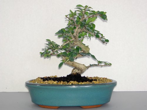 LOU'S BONSAI NURSERY WHITE FLOWERING IMPORTED FUKIEN TEA BONSAI TREE