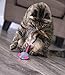 Petlinks Cheese Chaser Electronic Motion Remote Controlled Cat Toy, Battery Powered - Gray/White, One Size