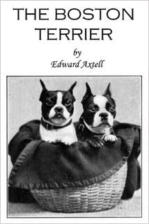 amazon boston terrier