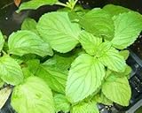 Georgia Apple Mint Live Plant