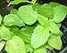 Georgia Apple Mint Live Plant