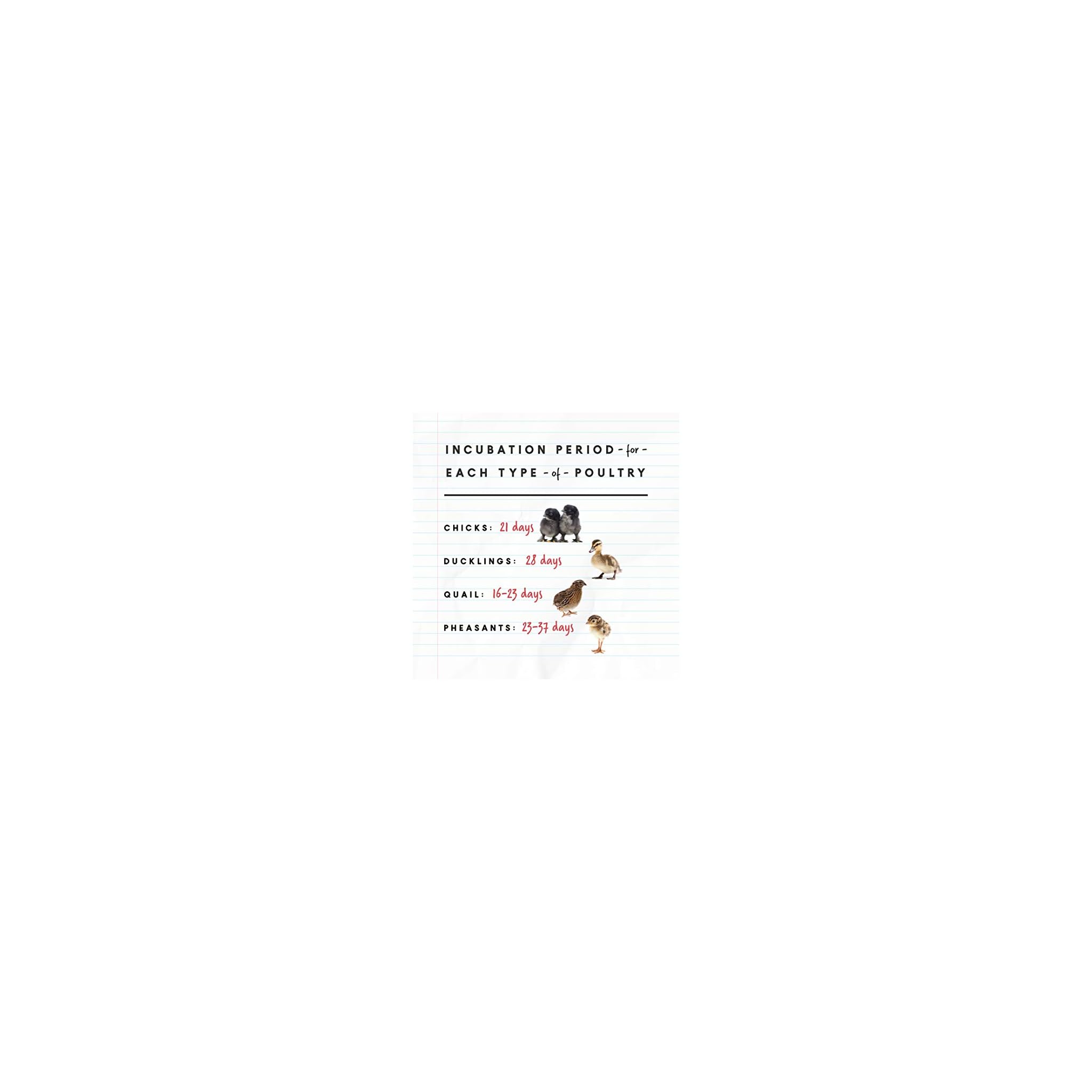 Manna Pro Harris Farms Nurture Right Incubator Egg Incubator for