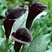 10 psc Black Prince Calla Lily Bulbs
