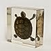 Real Turtle in Acrylic Block