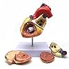 WYRMB 2X Enlarged Human Heart Anatomical Model,Anatomically