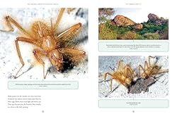 The Wonder Cabinet of Fabulous Insects: Secrets of