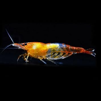 Amazon Beequest 厳選 オレンジルリーシュリンプ １０匹 補償２匹 飼料３品とフウの実付き 生体 Beequest 観賞魚 水中生物 通販