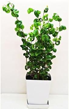 Amazon プレゼント フィカス ベンジャミナ バロック ミニサイズ 観葉植物 オンライン通販