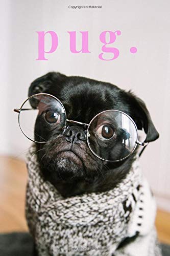 pug with sunglasses