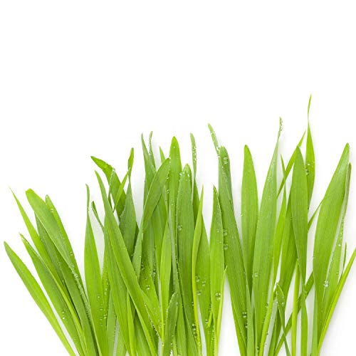 KOS Organic Barley Grass Powder | Non-GMO, Raw Barley Grass Powder | Fiber Rich, Antioxidant Heavy USDA Organic Plant Based Ingredient, 369g, 118 Serving - Thumbnail 2