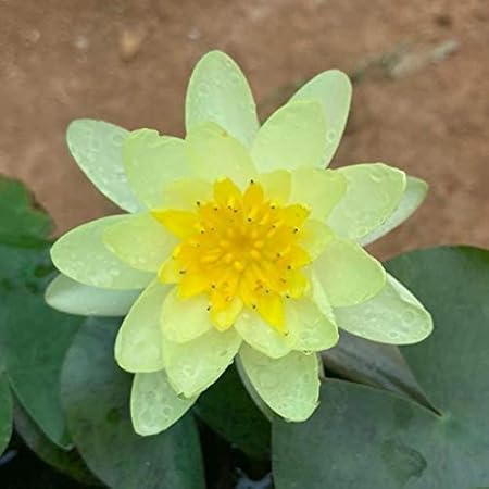 Indian Gardens - Waterlily live plant (Yellow)