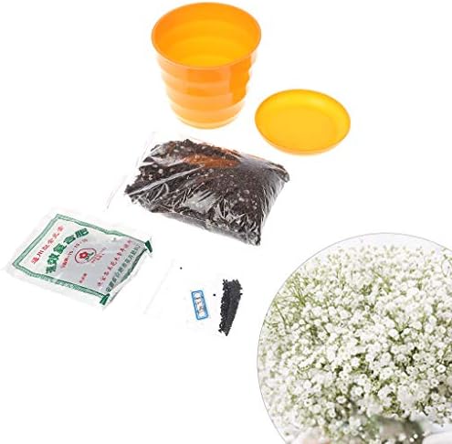 Junlinto,Grow Your own Bonsai kit – Easily Grow 4 Types of Bonsai Trees with Our Complete Beginner Friendly Bonsai Seeds Starter kit – Unique Seed kit Gift idea A