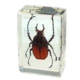 Antler Horned Beetle Paperweight (1 1/8 x 1 3/4 x 3/4