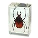 Antler Horned Beetle Paperweight (1 1/8 x 1 3/4 x 3/4