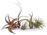 CTSairplants 5 Pack Assorted Tillandsia Air Plants