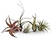 CTSairplants 5 Pack Assorted Tillandsia Air Plants primary