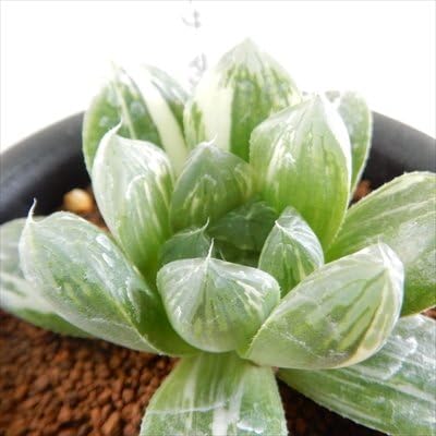 Amazon Co Jp Niハオルチア 斑入オブツーサ マリン 08 現品販売 多肉植物 9cmポット ホーム キッチン