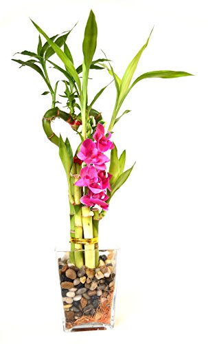 9greenbox - lucky bamboo - heart syle with silk flowers…
