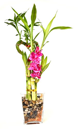 9GreenBox - Lucky Bamboo - Heart Syle with Silk Flowers and Glass Vase and Pebbles