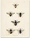 Bees Plate XV 11x14 Unframed Print - Vintage Poster - Great for Classroom and School Decor, Honey Bee Farm Decorations, Classic Gift for Nature Lovers, Teachers and Beekeepers