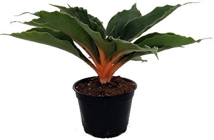 Amazon Com Naranja Mandarina Arana Planta Chlorophytum Facil De Crecer 6 Bote Jardin Y Exteriores