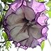 Black Angel Trumpet Datura-Gothic 10 Seeds/Seed