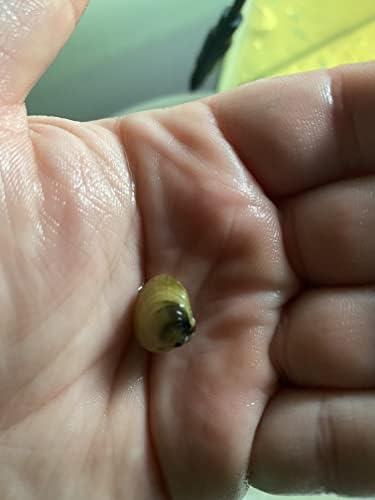 15 Live Baby Freshwater Clams for Aquariums & Ponds - Natural Water Filters Brown Gold Tan Silver | Live Florida Clams