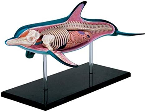 ホームアクセサリー教育モデルイルカ解剖学的モード取り外し可能な臓器と体18パーツ動物解剖学的モデル研究のための医療教育モデルダイアプレイ教育医療モデル組み立ておもちゃ Utsuwatable Com