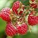 Seeds and Things 50 Pre-stratified Raspberry Seeds